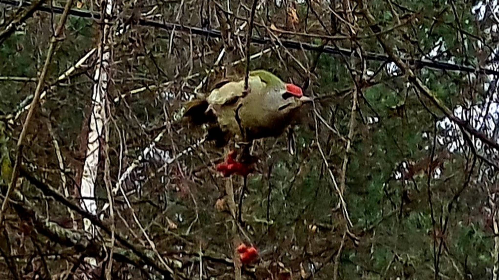 Пёстрая деревяшка, приятный подарок и зелёный дятел смотреть онлайн
