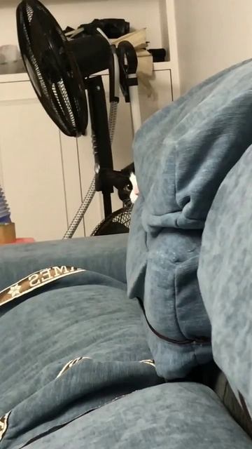 Коты везде следят за нами, как спец агенты смотреть онлайн