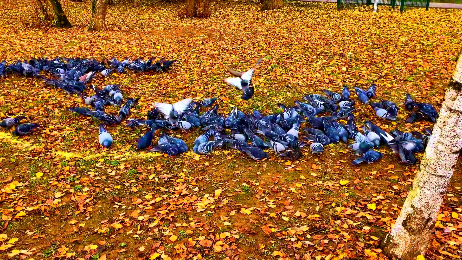 МЕДЛЕННОЕ ПИРШЕСТВО. ГОЛУБИ И ПШЕНО. смотреть онлайн