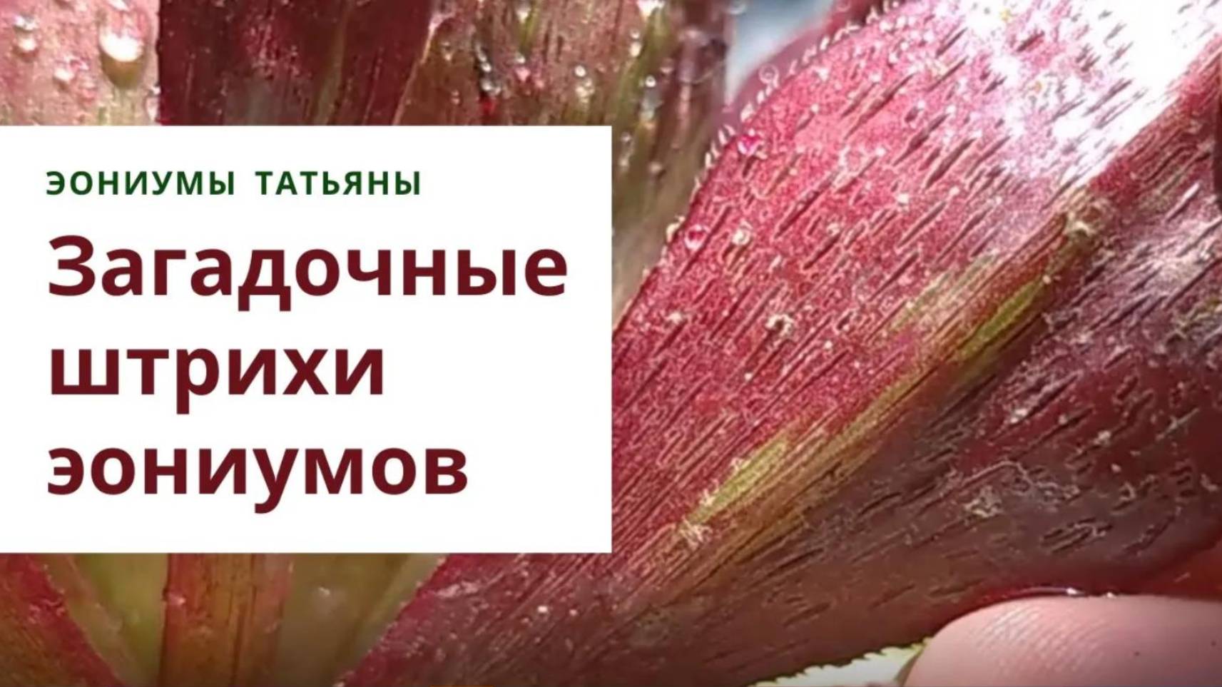 28. Загадочные штрихи. Виды эониумов