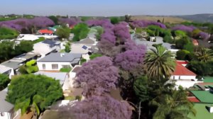 Сезон цветения жакаранды начался в ЮАР