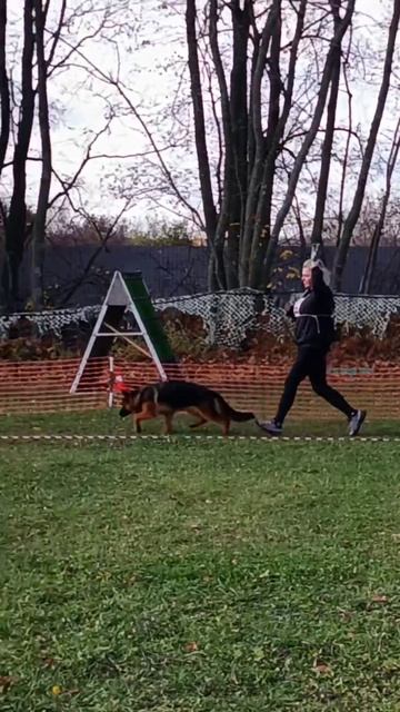 БЕБИ СУКИ / КЧК ВОРОНЕЖ 26 октября`25 М.Волкова Моно немецких овчарок смотреть онлайн