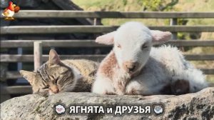 Ягнята и друзья 🐑 Веселые истории из жизни животных 😂 (1)