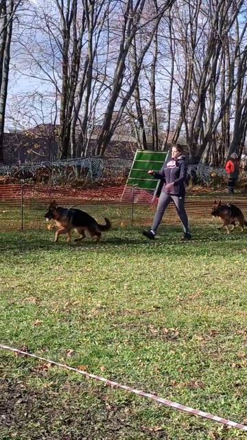 ЮНИОРЫ СУКИ / КЧК ВОРОНЕЖ 26 октября`25 М.Волкова Моно немецких овчарок смотреть онлайн