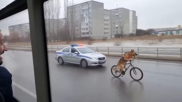 Собака на велике, такое только в России смотреть онлайн