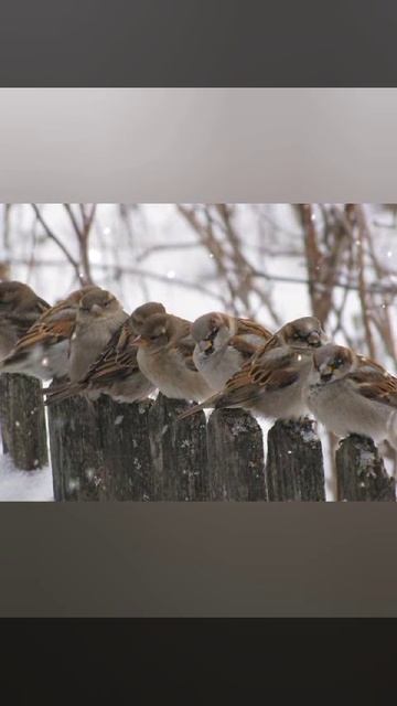 Падал снег #клип
