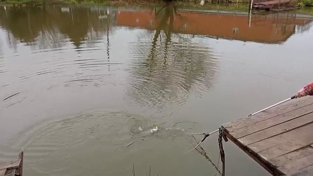 Форель1 смотреть онлайн