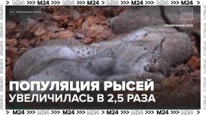 Популяция рысей в подмосковных лесах увеличилась в 2,5 раза - Москва 24
