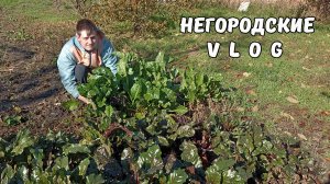 Сельский СУПЕРМЕН. Бесхвостик добегался... 3.11.25