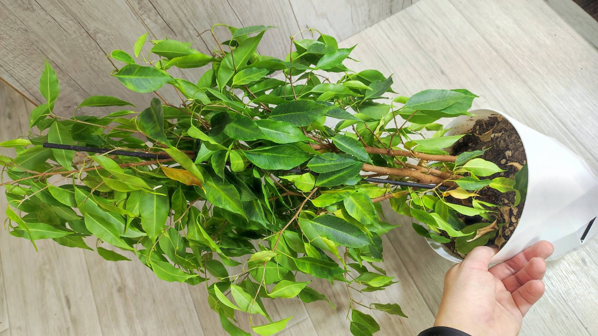 Фикус Бенджамина спасение, даже самый облысевший фикус вмиг оживет и позеленеет смотреть онлайн