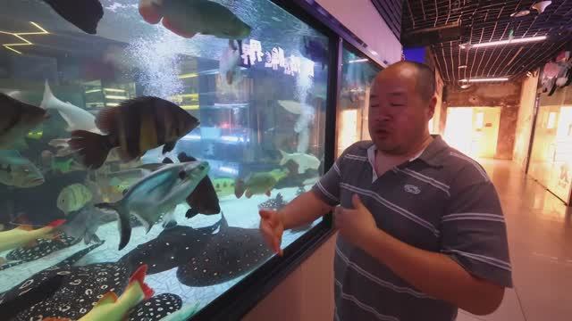 Китай: Monster Fish 🐠- ШОКИРУЮЩИЙ выбор аквариумиста! смотреть онлайн