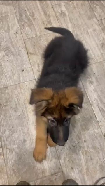 Баларис ТАНОС, 3 месяца. Начало послушания. смотреть онлайн