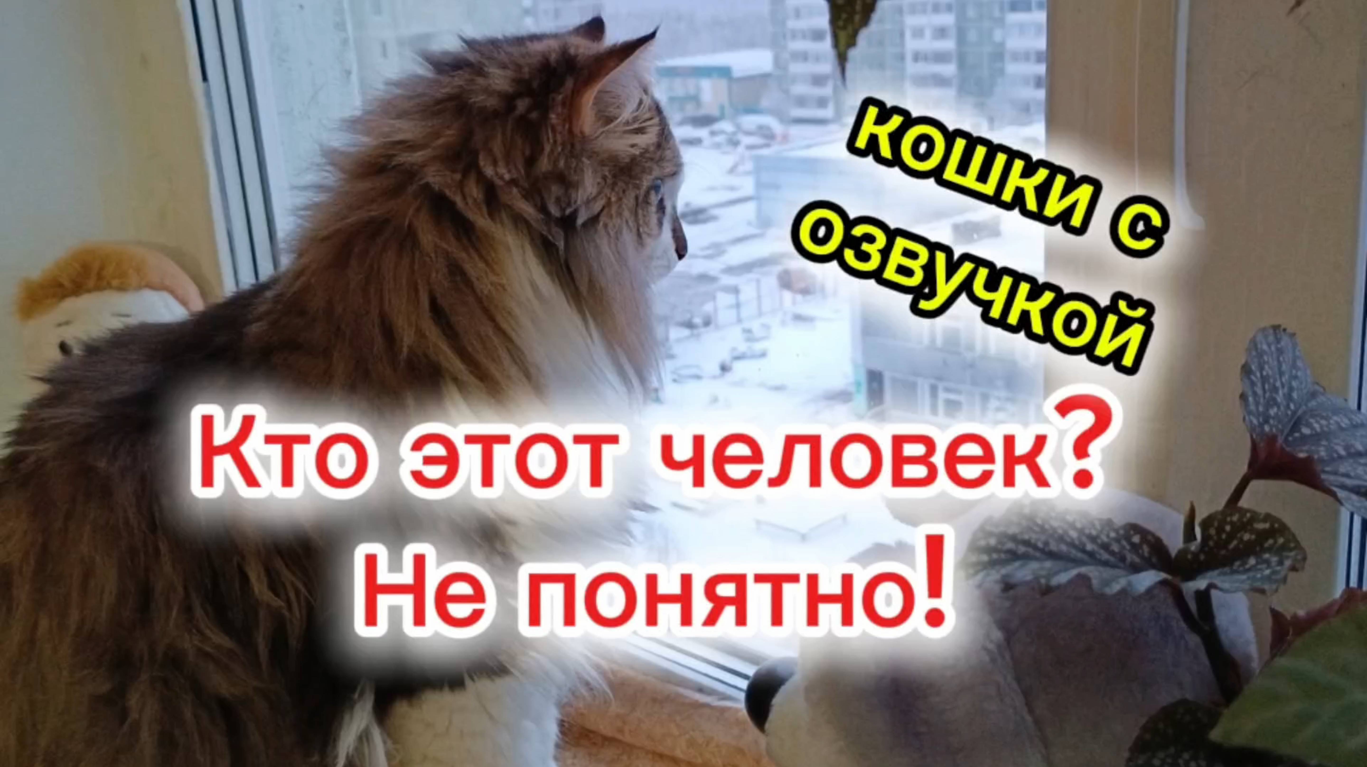 КОШКИ С ОЗВУЧКОЙ. смотреть онлайн