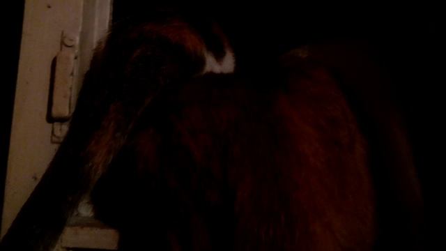 Утро... Форточка.. Кошки... смотреть онлайн