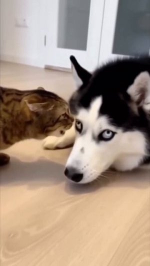 мышь и кот