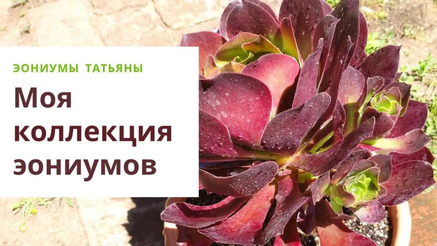 35. Частная коллекция эониумов. Редкие сорта и виды