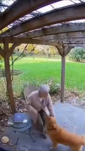 домашние животные приходят на выручку своим хозяевам.mp4