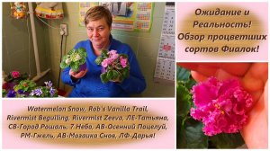 Ожидание и Реальность! Обзор процветших сортов Фиалок!