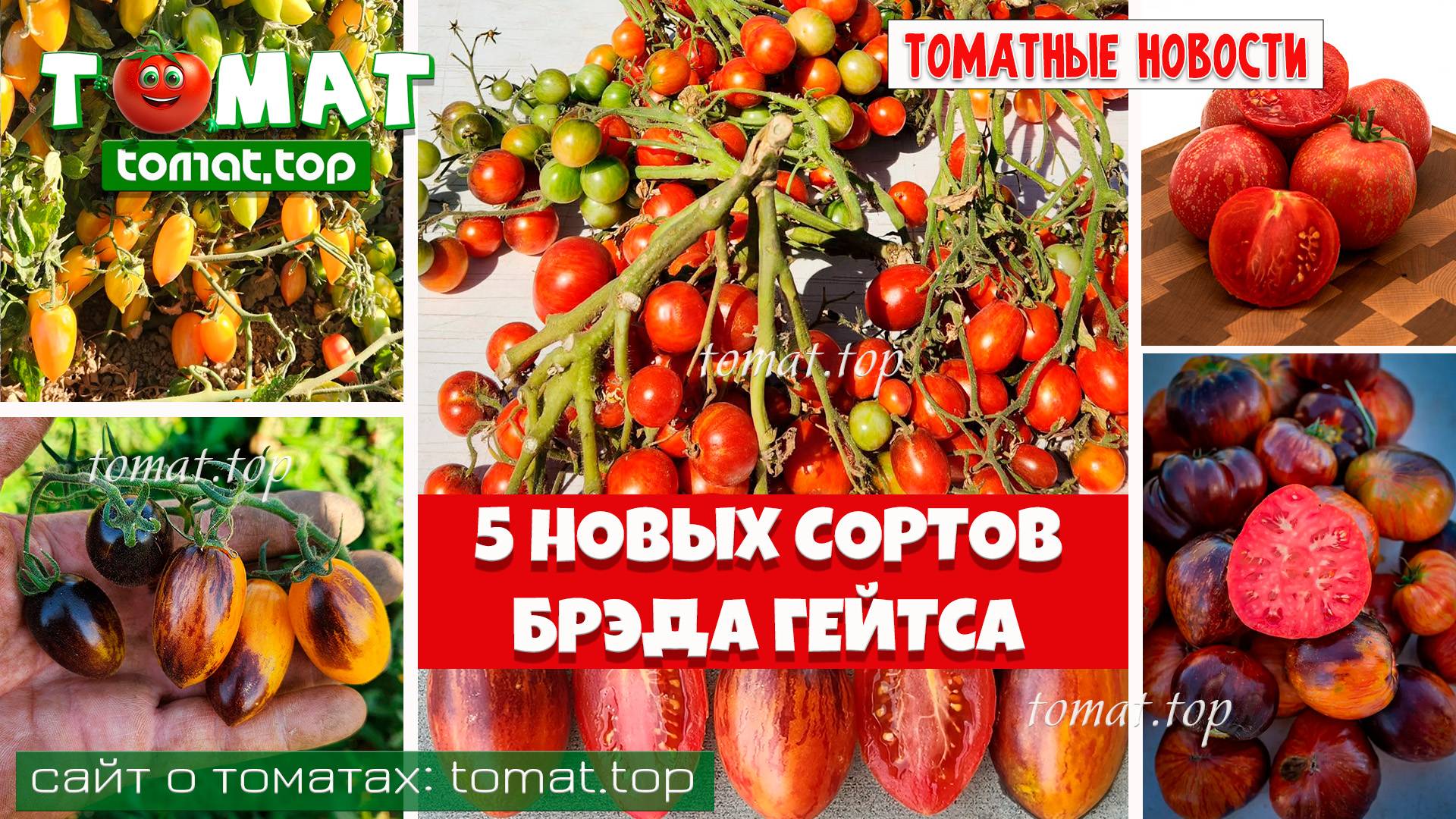5 новых сортов томатов от Брэда Гейтса. Знакомимся с новинками. Томатные новости смотреть онлайн