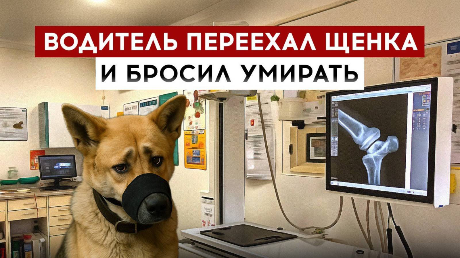 Водитель переехал щенка и бросил умирать смотреть онлайн