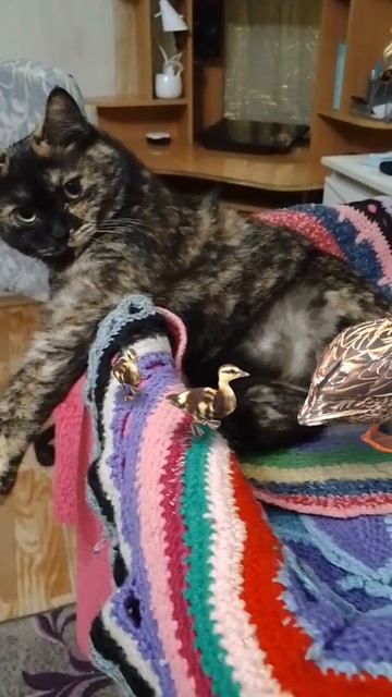 Кря смотреть онлайн