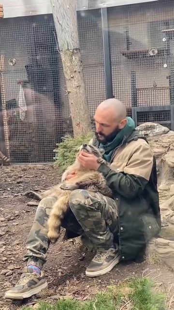 Гладят енота в зоопарке смотреть онлайн