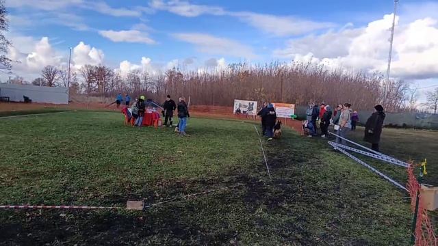 РАБОЧИЙ КОБЕЛИ / КЧК ВОРОНЕЖ 26 октября`25 М.Волкова Моно немецких овчарок смотреть онлайн