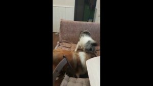 Гедрик. Видео к вебинару "Что пошло не так?"