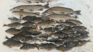 ОКУНИ ТУТ ХОРОШИЕ ПОПАДАЮТСЯ И ЩУКА НОРМАЛЬНАЯ.ЗИМНЯЯ РЫБАЛКА .ЧАСТЬ 2