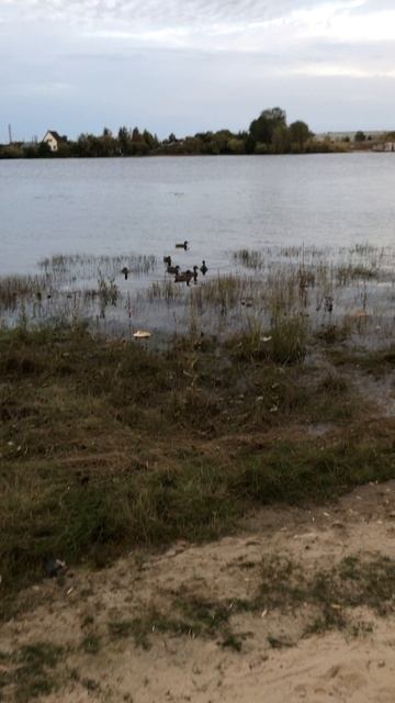 Кря кря набираются сил смотреть онлайн