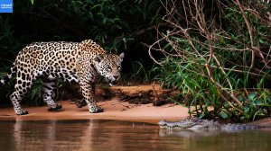 Можно ли приручить Ягуара? Топ фактов о диких животных Южной Америки