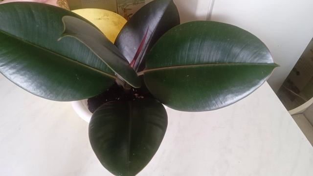 Укоренение черенков Каучуконосного фикуса Милана смотреть онлайн