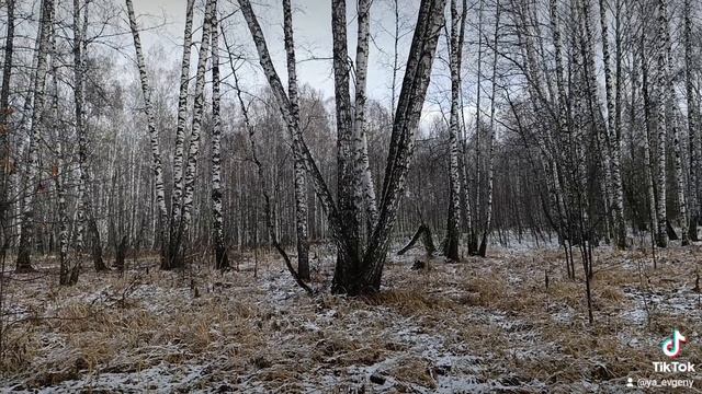 Лес,а вдруг медведь. смотреть онлайн
