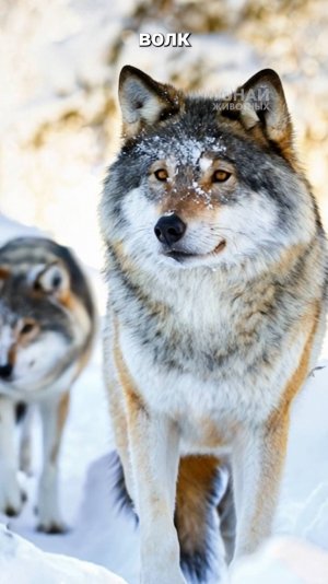 Волк против Пумы