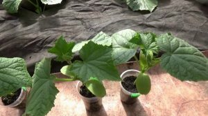 Ответ на вопросы зрителей. ТЕПЛЫЙ ПОЛ для ранних огурцов.