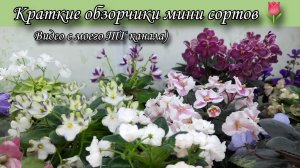 Мини фиалки из моей коллекции! Краткие обзорчики сортов🌷