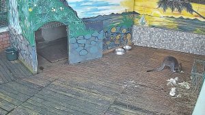 Кенгуру в ожидании обеда Сочи Зоопарк