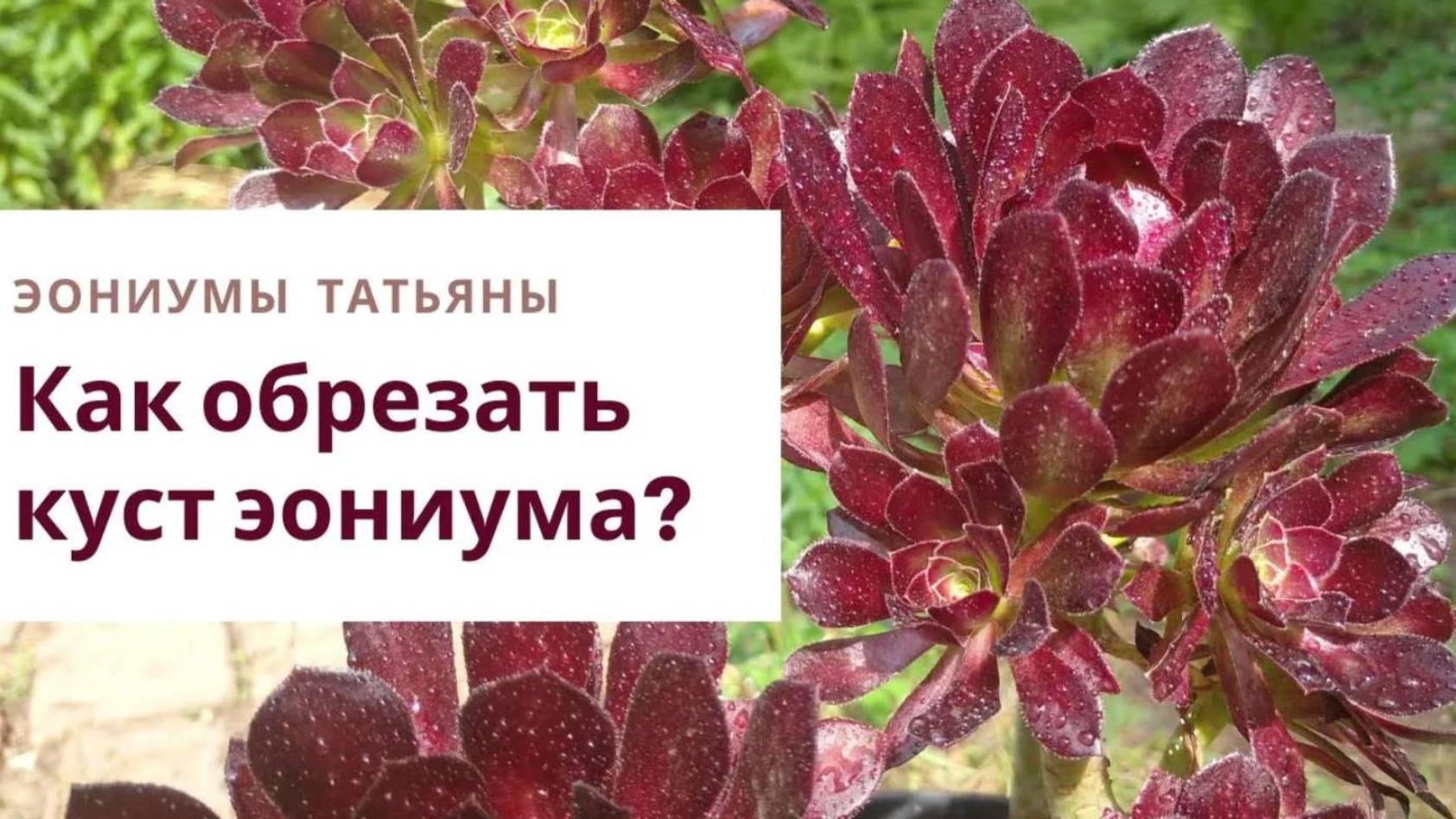 32. Как обрезать куст эониума на примере атропурпуреума