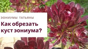 32. Как обрезать куст эониума на примере атропурпуреума