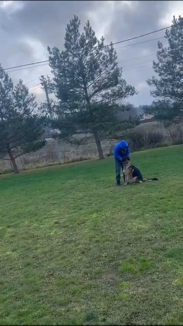 Баларис КАПИТОЛИНА, 1 год. Дрессировка, начало. смотреть онлайн