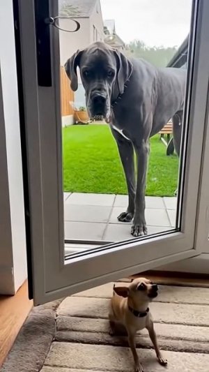 № 3❝ Ну вот и усё! Карачун тебе, Церетели! ❞🚪😂 🐶 🙈