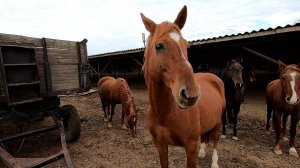 С утра выезд на овцеферму! Что то у них там случилось.