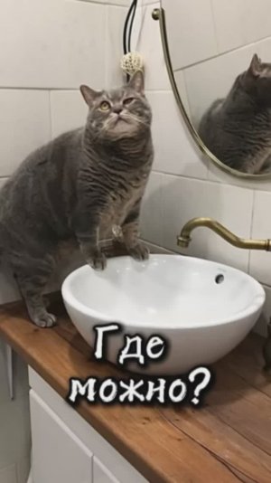 Мне всё можно 😼