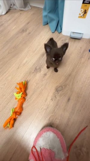 Главное не наступить на собаку 😜