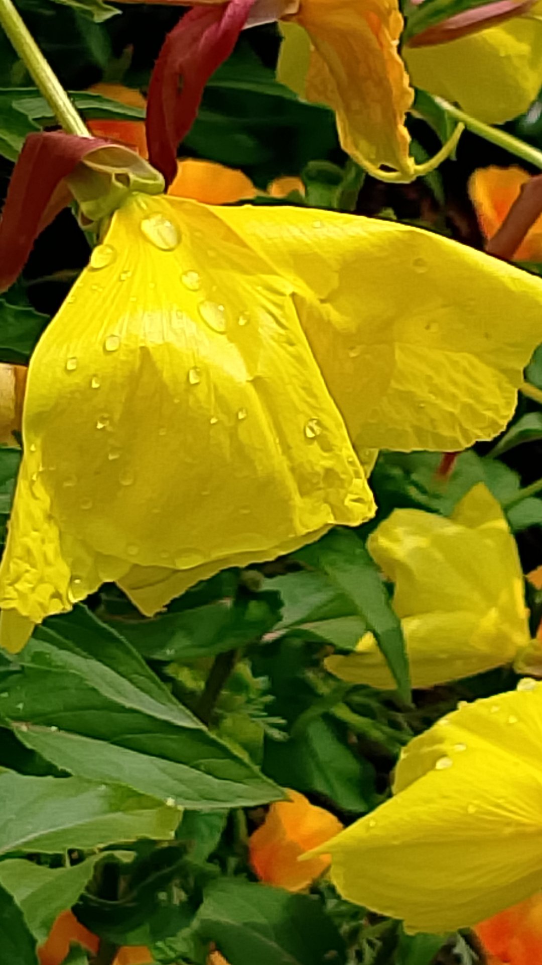 Хочу сделать Вас, счастливыми! ♥️ #Людииблоги #красота #цветы #музыка #людииблоги #музыкадуши смотреть онлайн