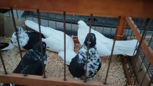 9.11.2025 г Ярмарка г Тула ч.2