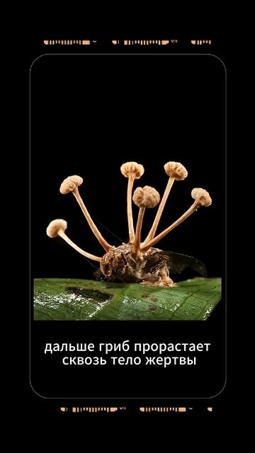 Они существуют? ￼ смотреть онлайн