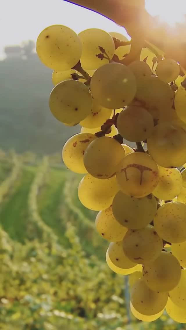 Саженцы столового и технического винограда Ростов-на-Дону Small Garden's