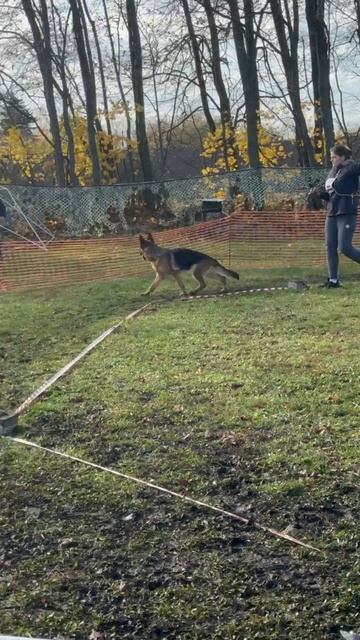МОЛОДЫЕ СУКИ / КЧК ВОРОНЕЖ 26 октября`25 М.Волкова Моно немецких овчарок смотреть онлайн
