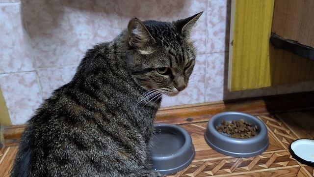 Кошка чихает